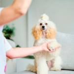 Pet Care Tips: The Importance of Professional Grooming, Seasonal Styles, and Veterinary Shot Records