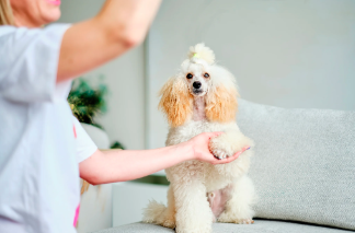 Pet Care Tips: The Importance of Professional Grooming, Seasonal Styles, and Veterinary Shot Records